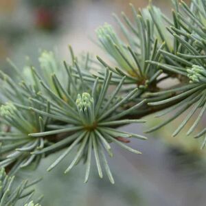 Cedrus atlantica Glauca Group 175-200 cm